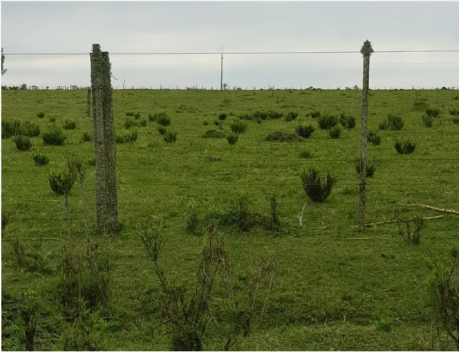 300 HA. MENDOZA - FLORIDA