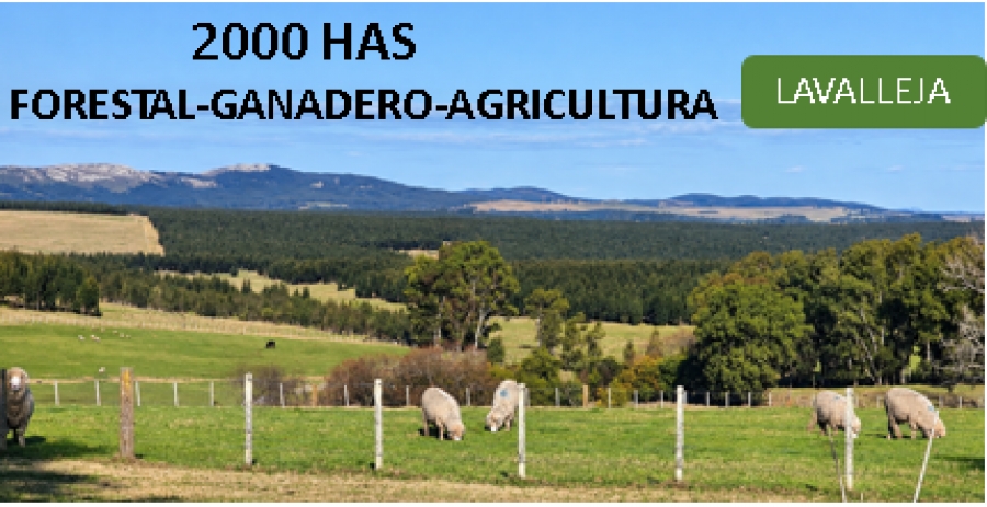 LAVALLEJA 2000 HAS. FORESTAL-AGR&Iacute;COLA- GANADERO.