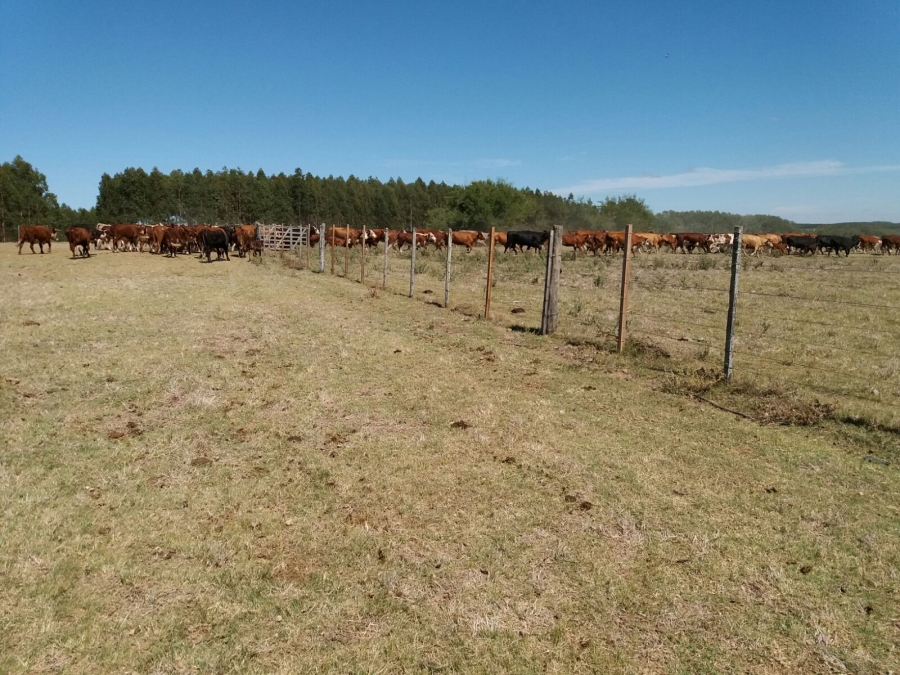 730 ha. FLORIDA